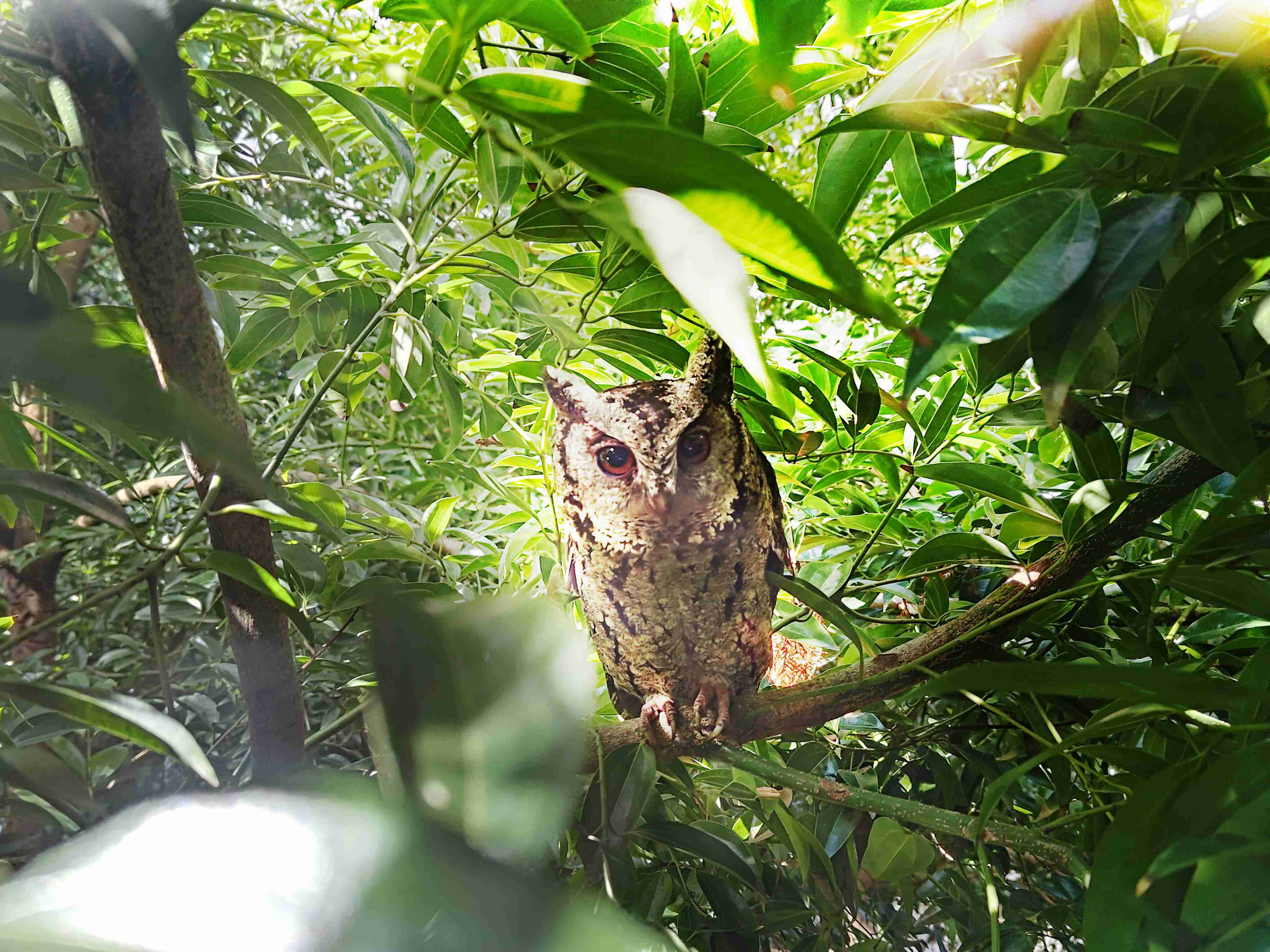 MG电玩致力提倡净零绿生活，，16年以来在全球各厂区植树逾百万棵，，造就各厂区树木蔚然成林，，，犹如森林工厂，，成为许多生物的栖息地